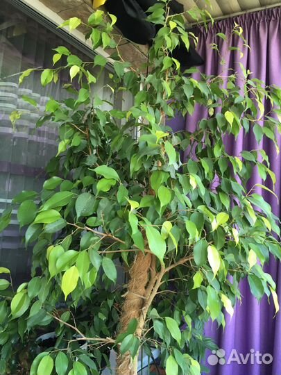 Фикус бенджамина большой
