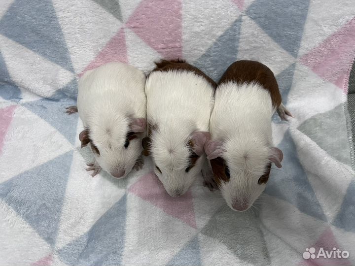 Морские свинки коестед цветной мальчики