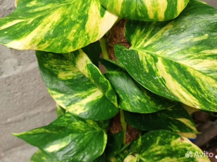 Эппипремнум Мосток золотистый срезом