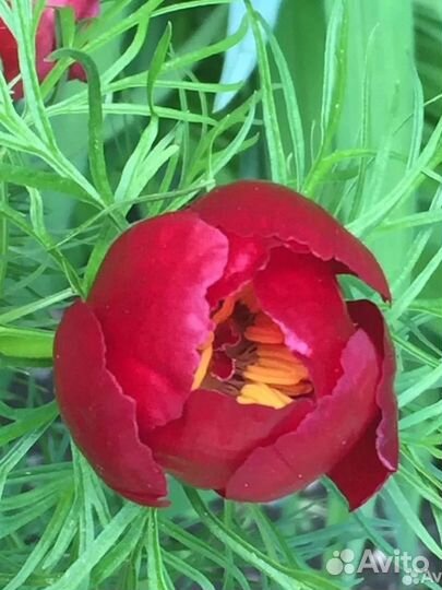 Пионы саженцы, примула,лилия