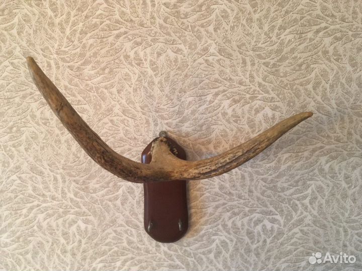 Оленьи рога