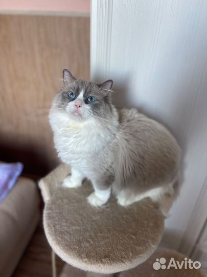 Кот рэгдолл