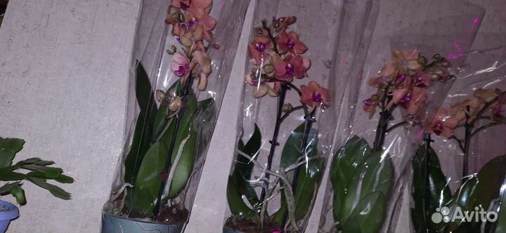 Орхидея Бользано