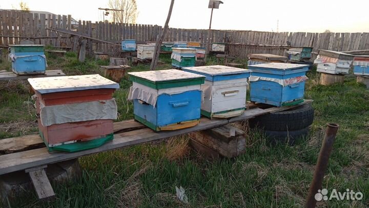 Продам пчелосемьи
