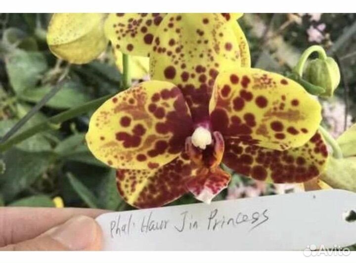 Орхидея Phal. Haur Jin Princess