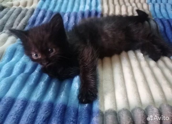 Котенок
