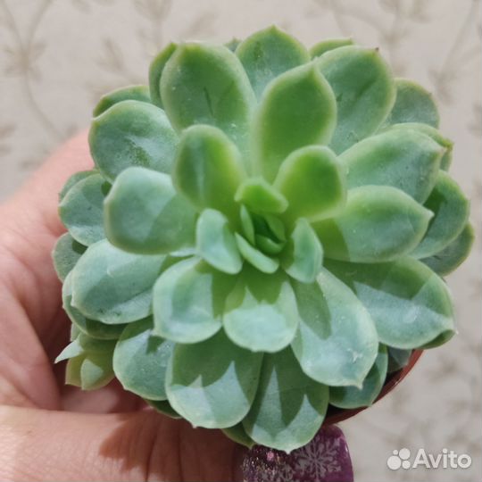 Суккулент