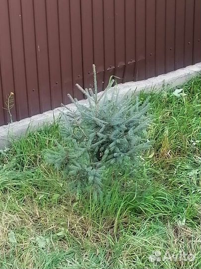 Саженцы хвойных растений