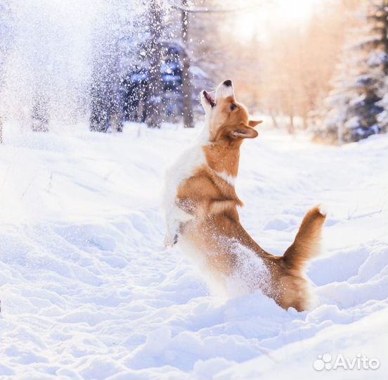 Собака корги для фотосессий модель