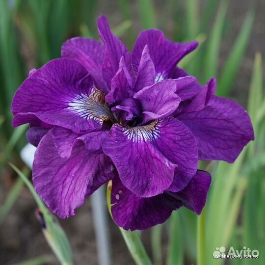 Ирис сибирский