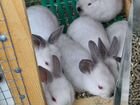 Продам кроликов колифорнийской породы объявление продам