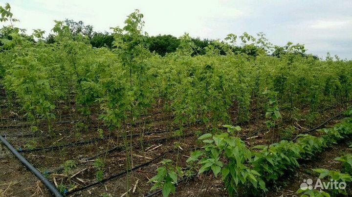 Ясень золотистый клён ясенелистный