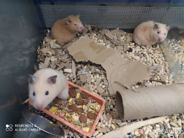 Песчанка, мышки, крыски Дамбо