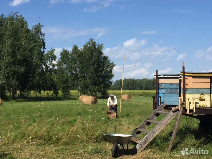 Пасека, пчелы, улья, телега для перевозки
