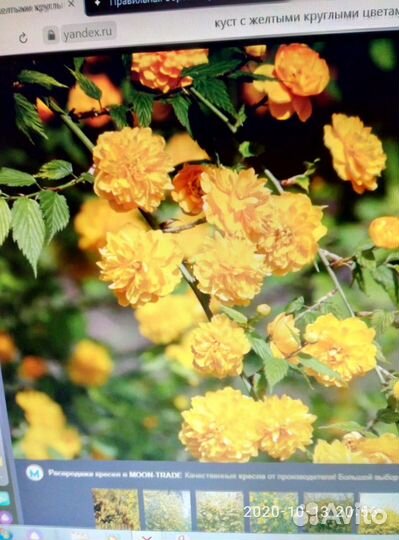 Керрия японская махровая