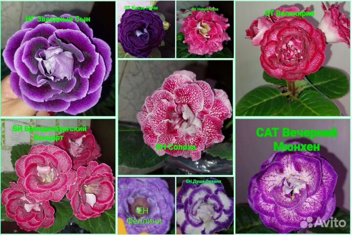 Платицериум(оленьи рога), глоксиния