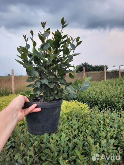 Кизильник блестящий