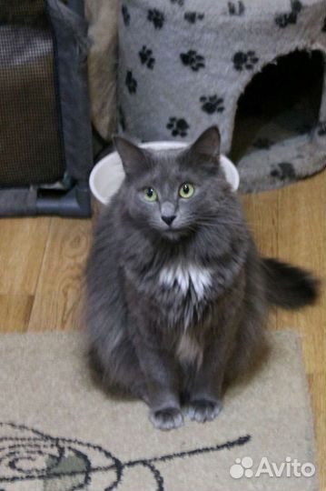 Кошка в дар