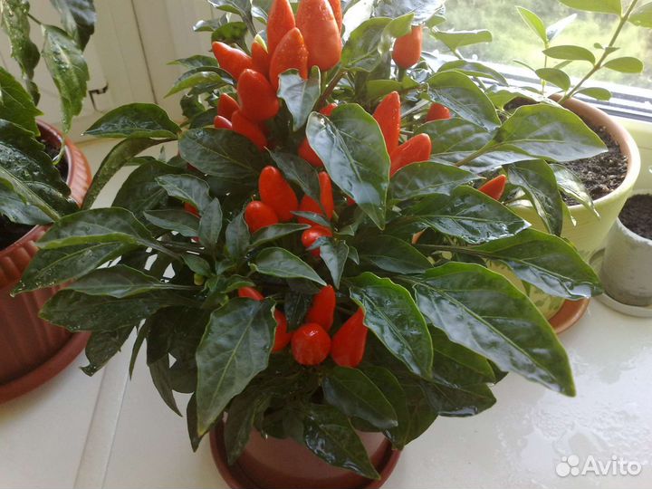 Перец комнатный острый. Есть семена
