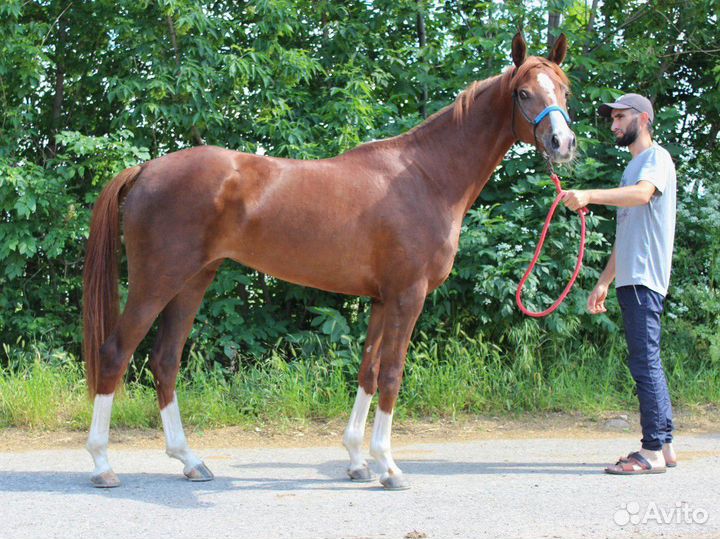 Арабская кобыла