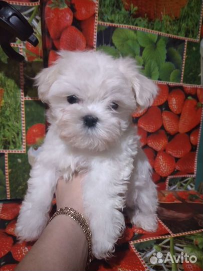 Мальтезе мальчик с документами