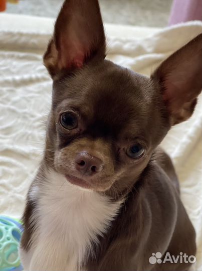 Чихуахуа кобель для вязки