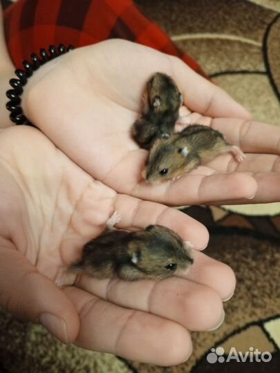 Хомяки маленькие джунгарики