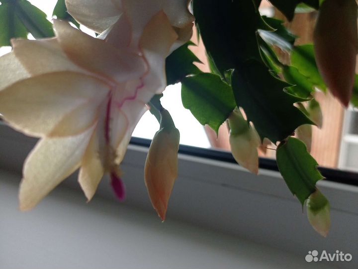 Декабрист- шлюмбергера