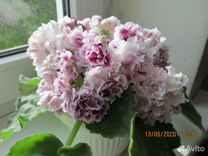 Фиалки сортовые