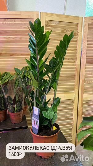 Замиокулькас