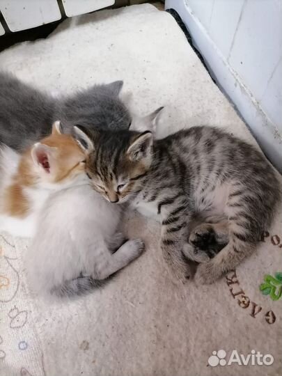 Котёнок 2 месяца, в хорошие руки