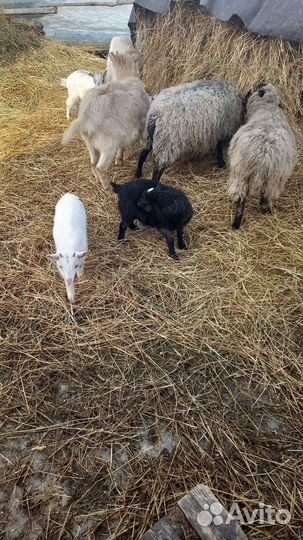 Кролики.Козы