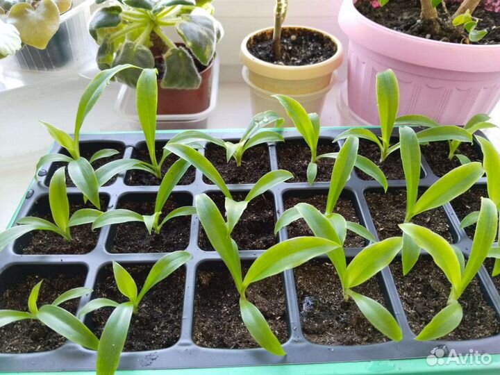 Хлорофитум оранж