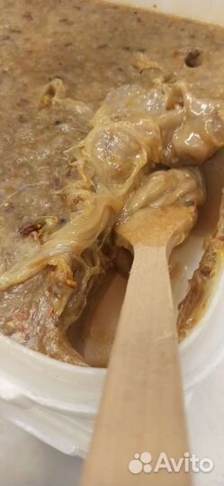 Дикий Мёд (Бортевой) 2022