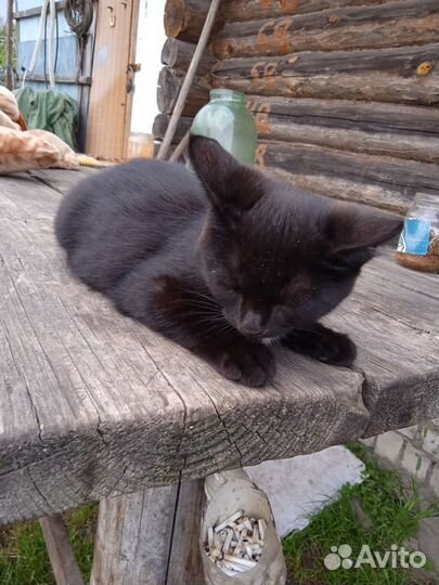 Кошка и коты