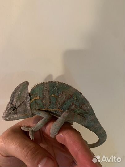 Йеменский хамелеон