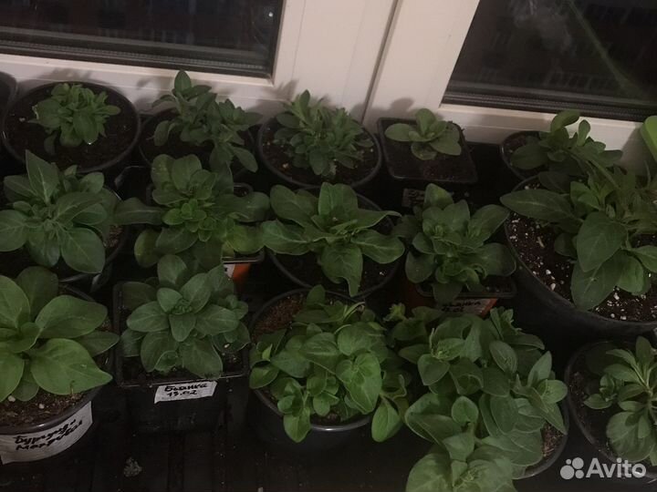 Рассада петуньи каскадной, ампельной и овощей