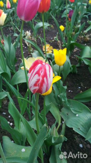 Тюльпаны луковицы