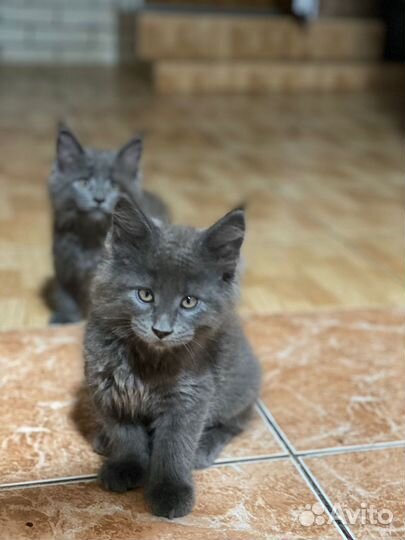 Котята мейкуны продажа