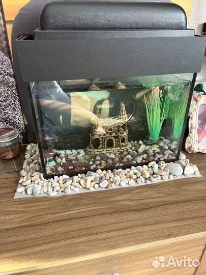Аквариум
