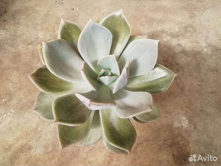 Кактусы и суккуленты