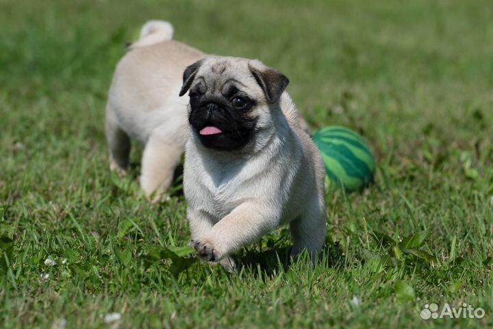 Щенки мопса