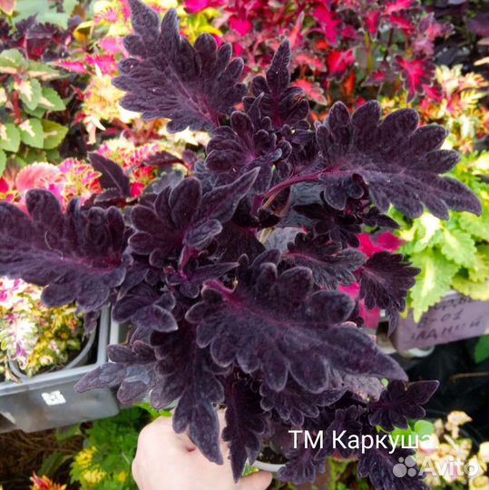 Семена колеусов часть 1