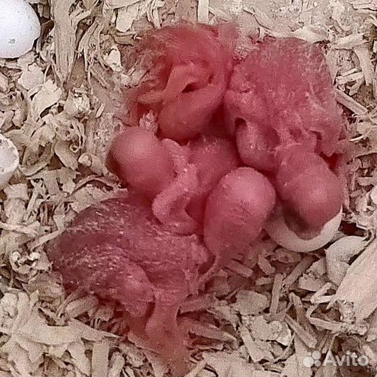 Волнистый попугай