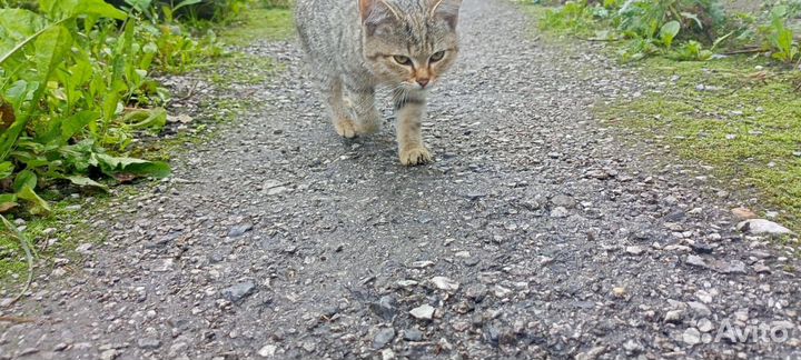 Красивые кошки