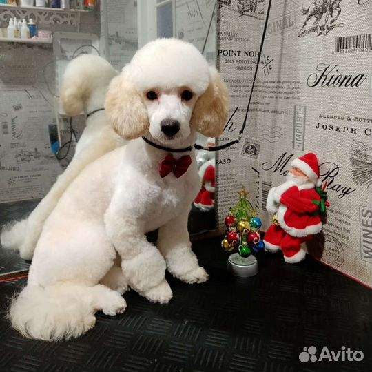 Стрижка собак и кошек