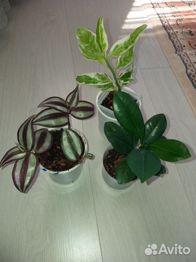 Набор комнатных цветов