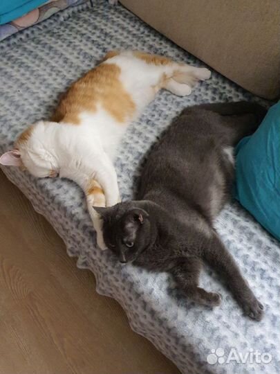 Котики бесплатно в добрые руки
