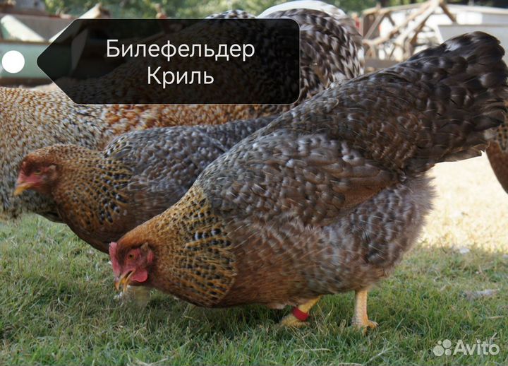 Инкубационное яйцо породистых кур