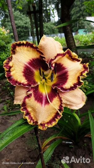 Лилейники сортовые